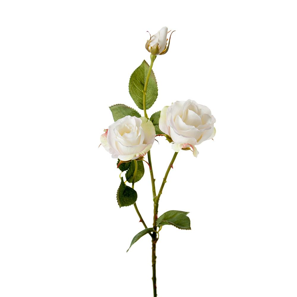 Rose White 68cm Mr Plant
