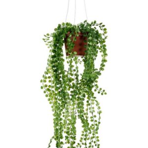 Kilpipiilea amppelissa Mr Plant